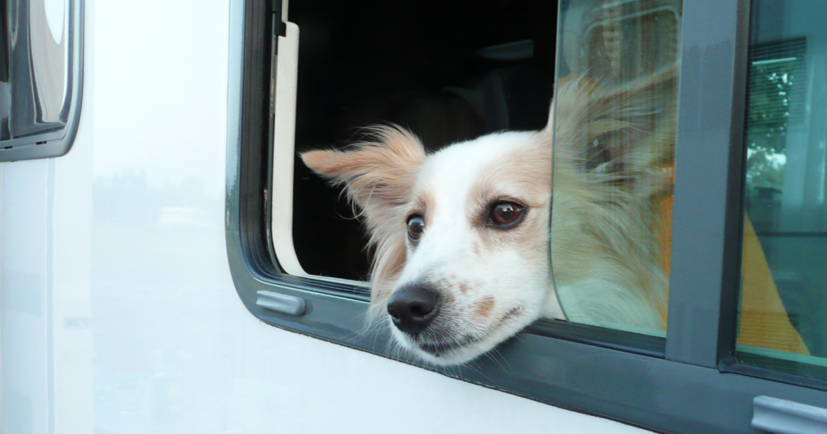 Viaggi In Camper Con Cani E Gatti