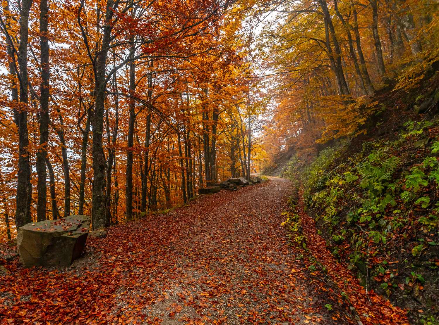 Foreste Casentinesi